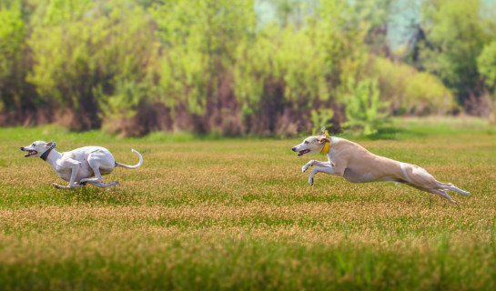 Zwei Windhunde rennen über eine Wiese