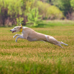 Ein Windhund rennt über eine Wiese